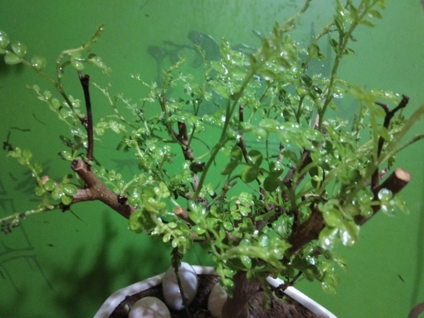 真假清香木叶片,真假清香