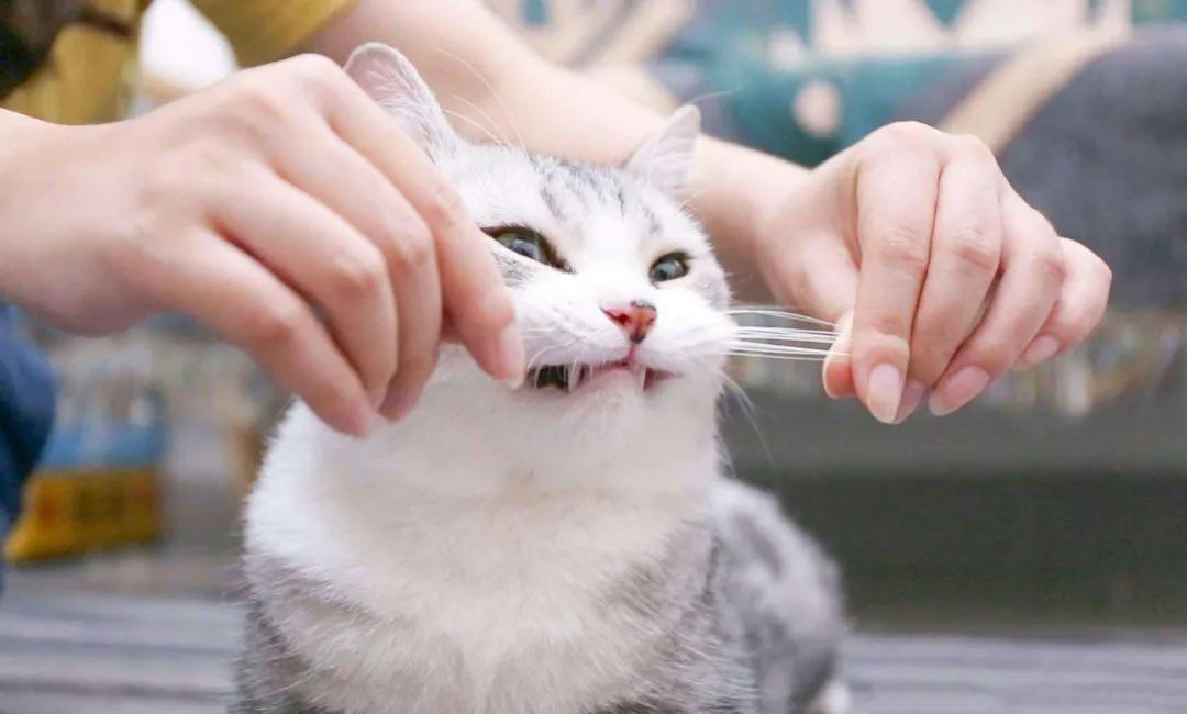 猫咪胡须对猫有什么影响,猫咪的胡子能招财吗