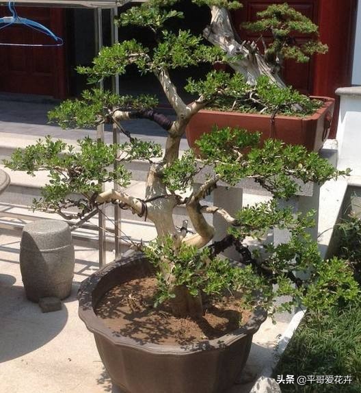 教师节给老师送什么花,教师节快要到了送给老师什么花了