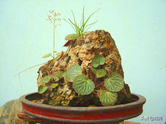 上水石上面栽什么植物好看,上水石上的绿植挡住了好吗