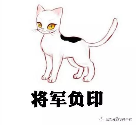 谁说土猫无名猫？快来围观古代猫谱，你家有没有镇宅神兽！