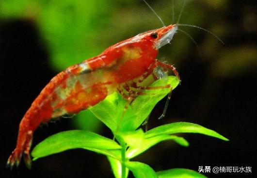 观赏虾的养殖方法图解,养观赏虾的正确方法和注意事项