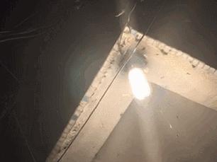 南方暴雨过后的水蚁有多可怕,暴雨后大水蚁怎么处理