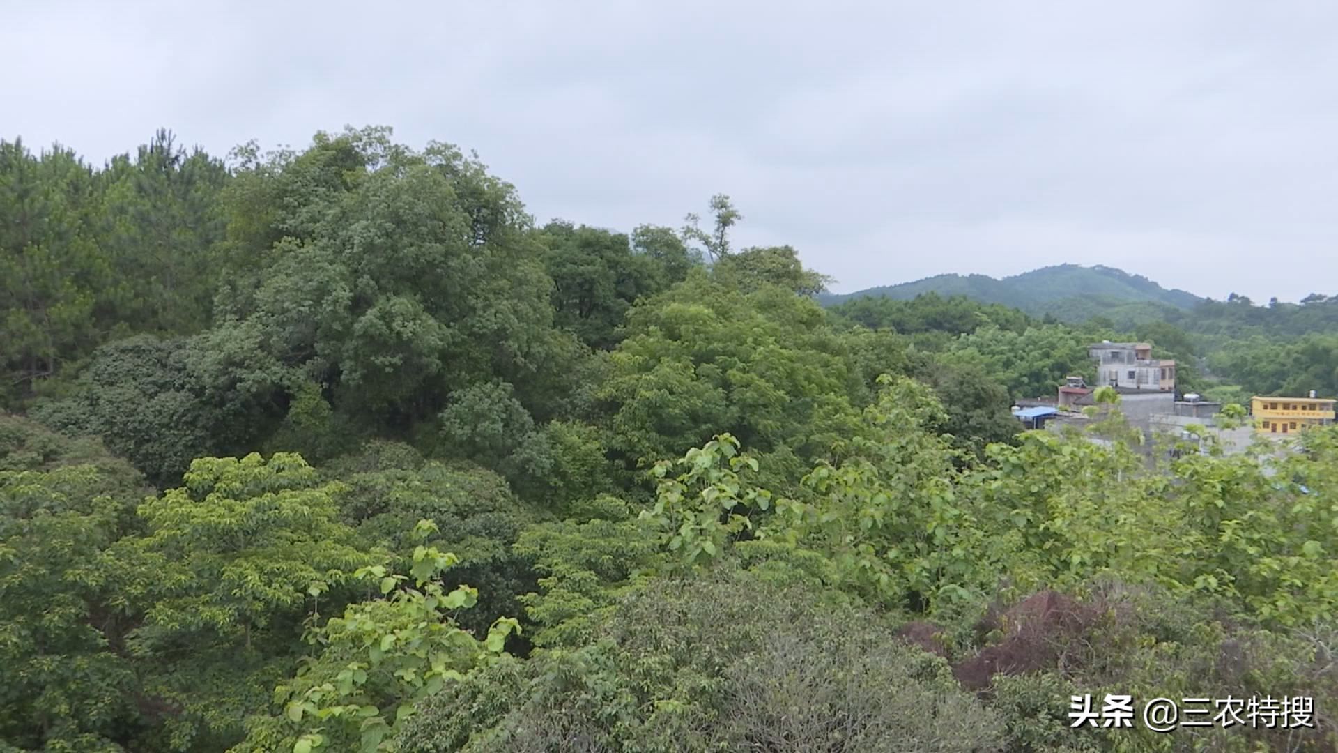 种植金花茶一年赚多少钱,金花茶种植前景与效益