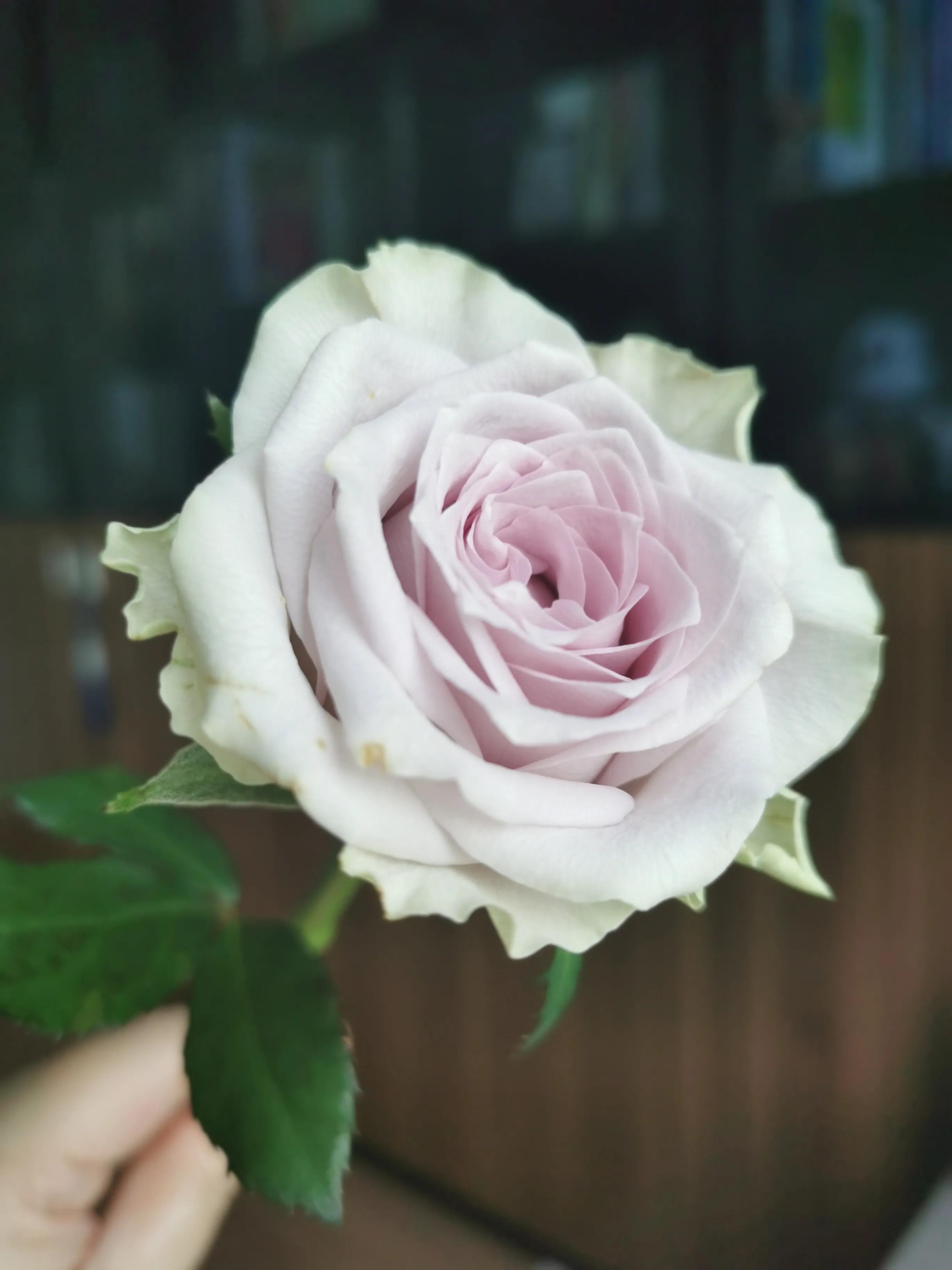 介绍一下海蓝之谜玫瑰花,海蓝之谜玫瑰推荐