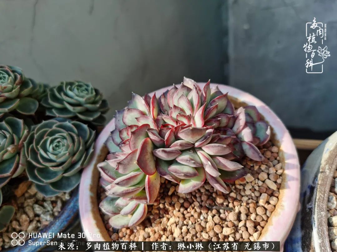 多肉变美是需要时间的,千万别辜负了多肉变美的黄金季节