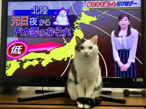 如何学会看猫咪的品相,成年猫咪如何看公母