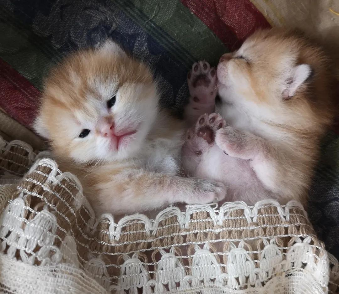 母猫在什么情况下会叼着宝宝挪窝,母猫没精神控制不了大小便