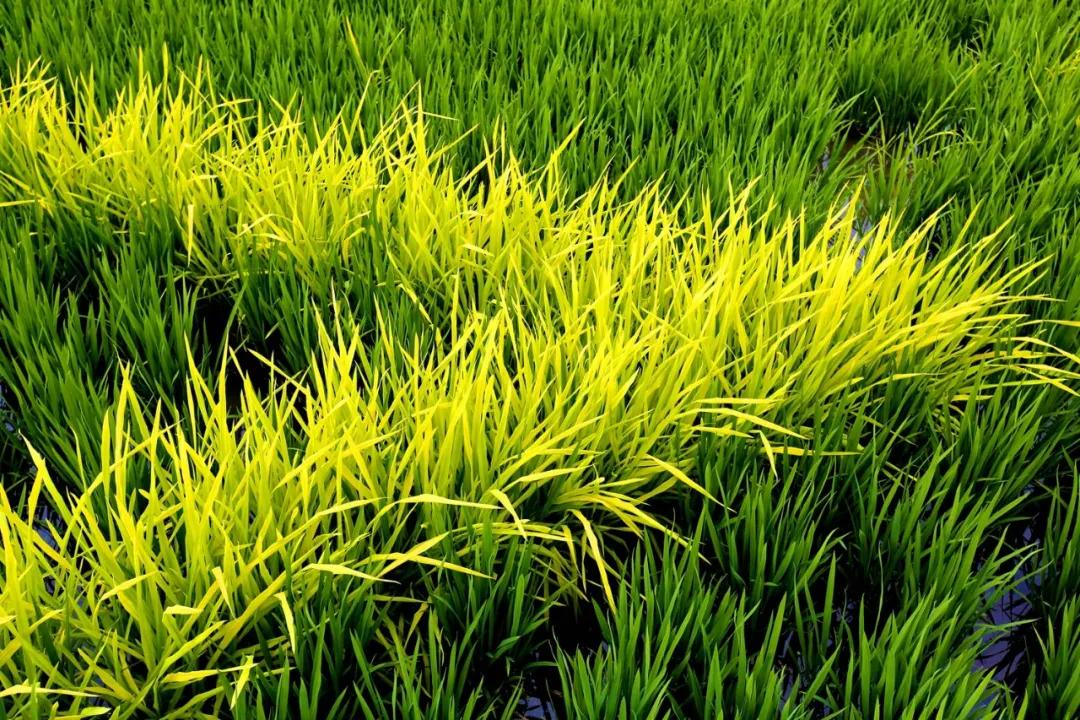 津门网金熙男:最美的稻田