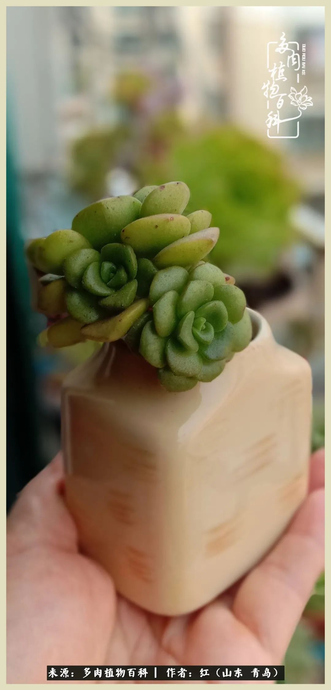 度夏多肉秋天发根,度夏坚强活下来的肉肉们