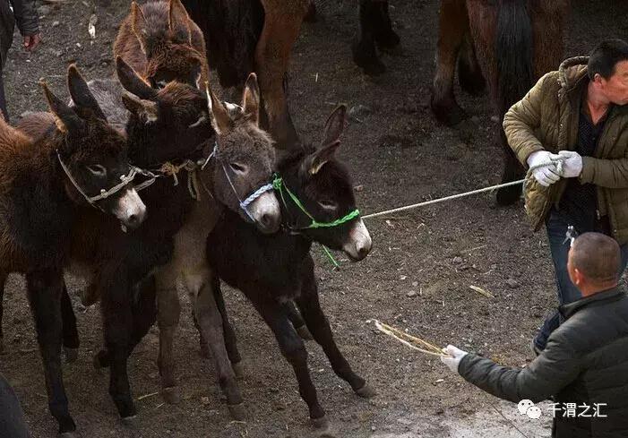 老虢镇,老薛的经纪人是谁