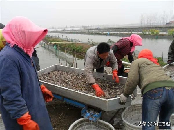 6月一斤12元,很多养殖户投入,如今价格腰斩已亏本,悔不当初