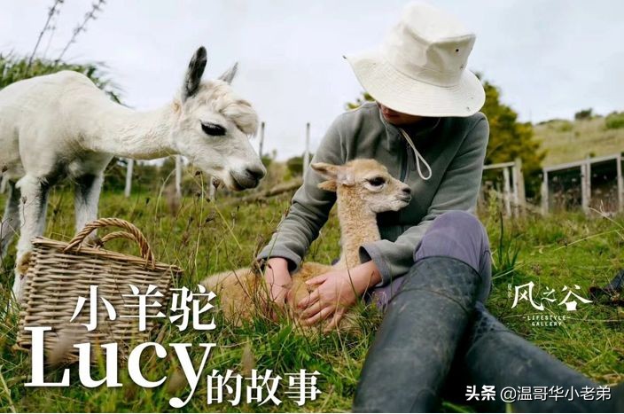 十几年的夫妻感悟,十年的老华人含泪感悟