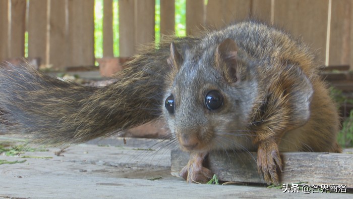 洛南：小飞鼠敲开致富门