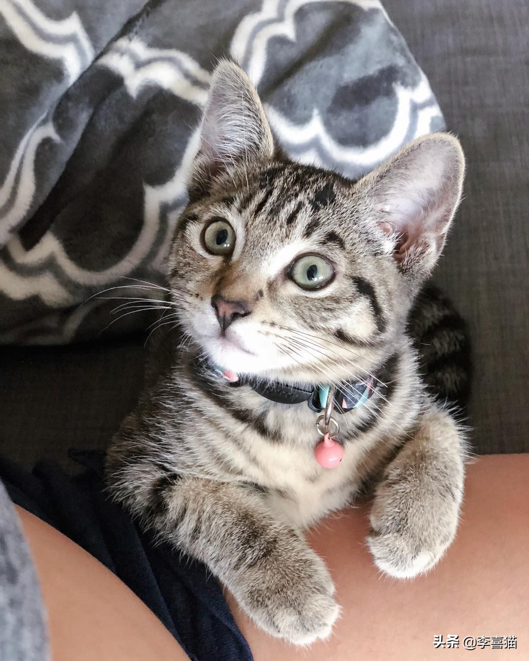 辟谣：自己养的猫随便摸？撸猫要讲究方法，不然就是在消耗信任度