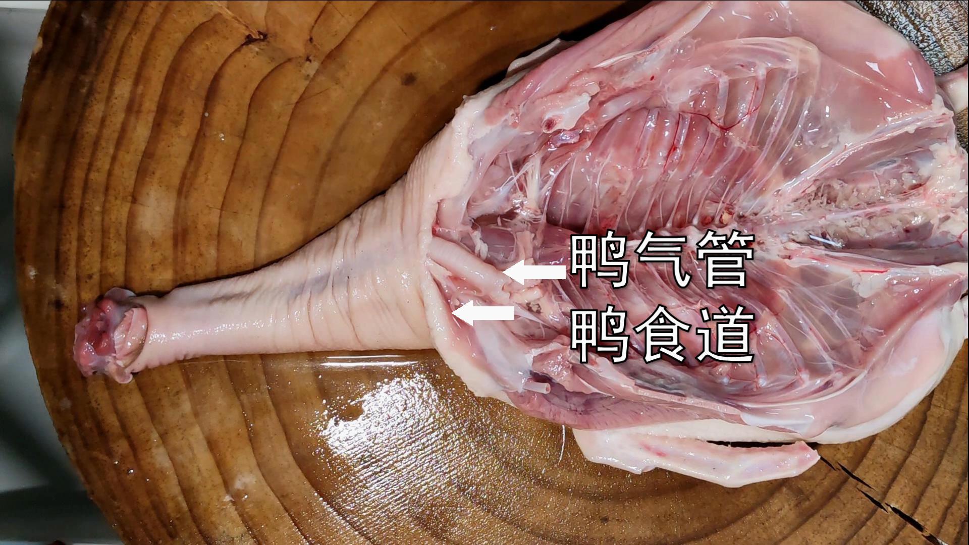 鸭子哪五个部位不能吃,鸭子有寄生虫吗