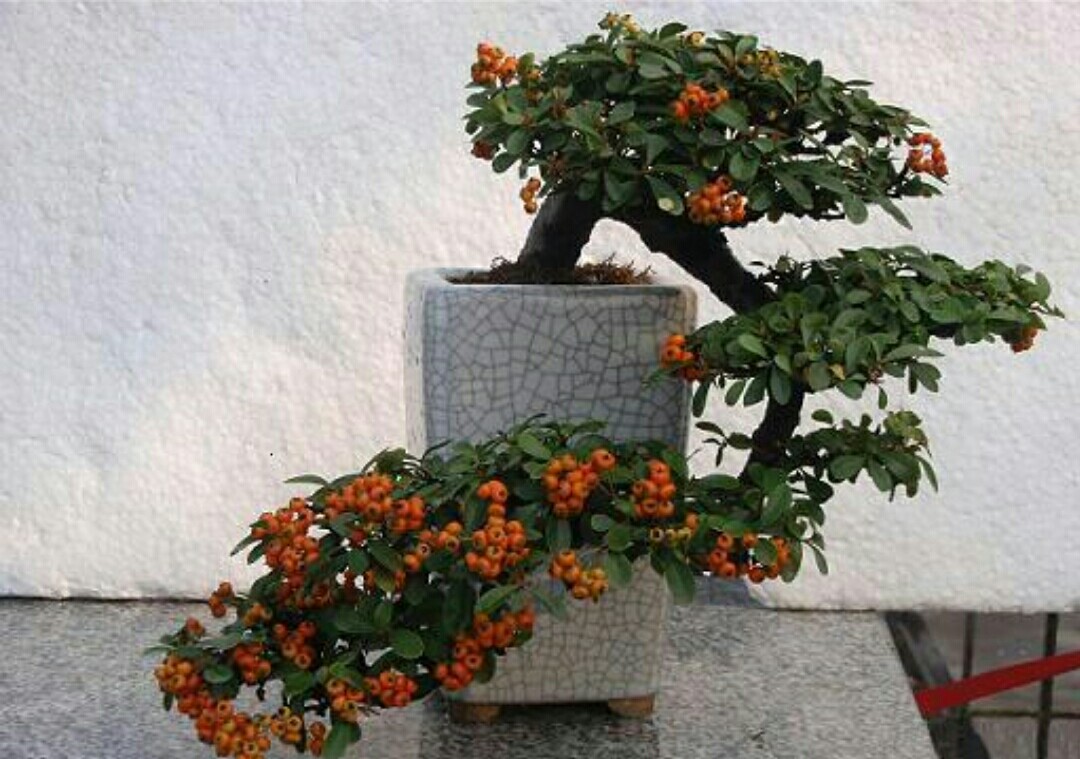 火棘盆景叶子发黑掉叶子怎么回事,火棘盆景能在广东种植开花结果吗
