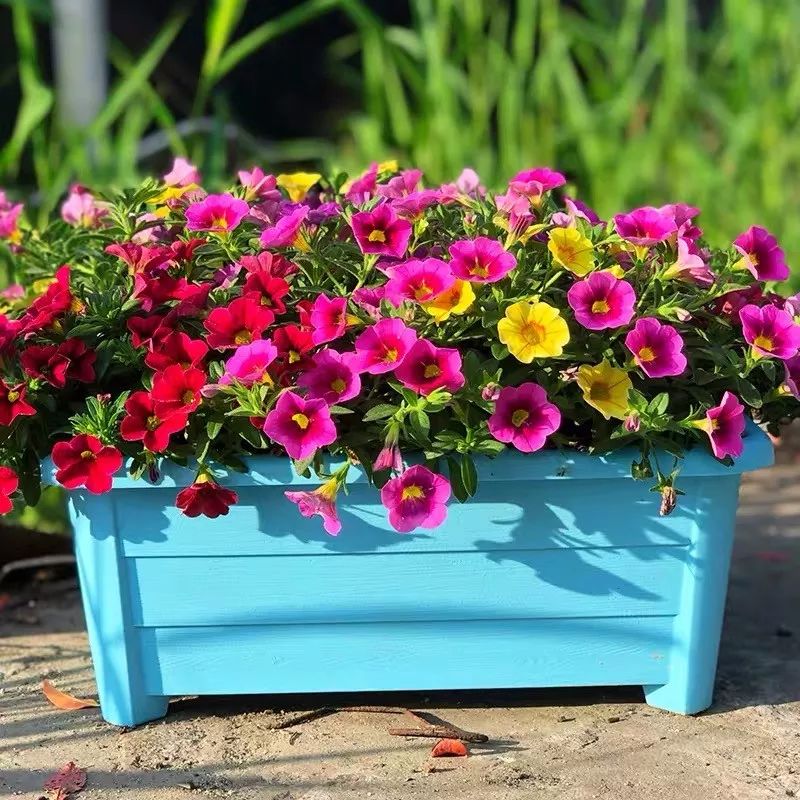 懒人室内养花就养4款开花机器,懒人专属开花机器花儿天天开爆盆