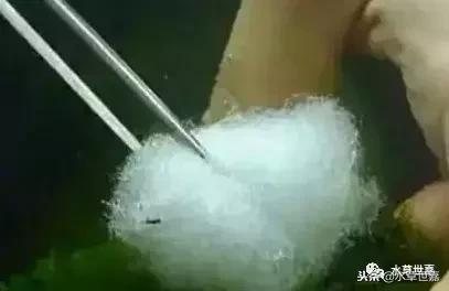 草缸常见10种藻类的解决方法,草缸藻类生物防治方法