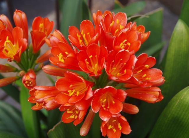 8月份能给君子兰换盆的正确方法,5年君子兰换盆的正确方法