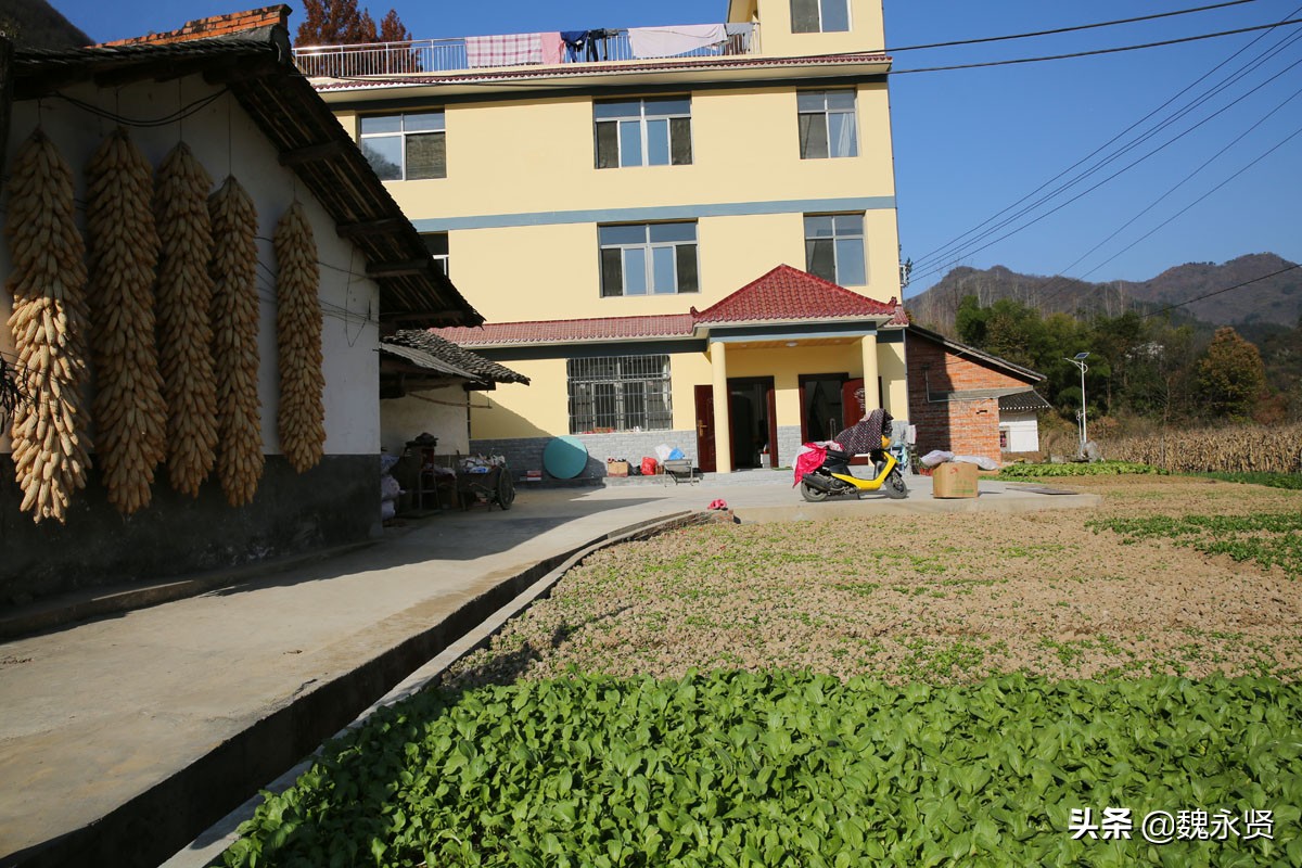 秦岭农家乐每天收入,秦岭农村菜地