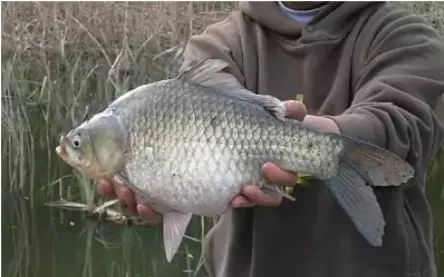 冬天筏竿串钩钓鲫鱼技术,冬天钓大板鲫用手竿好还是串钩好