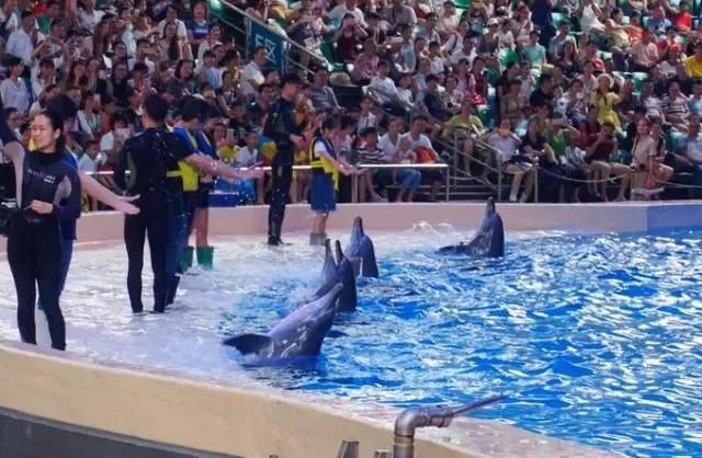 珠海长隆海洋王国官网预约,珠海长隆海洋王国英语介绍