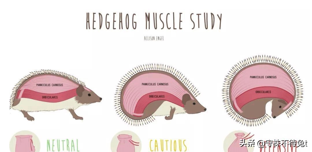 母刺猬会不会扎小刺猬,刺猬会不会生小刺猬