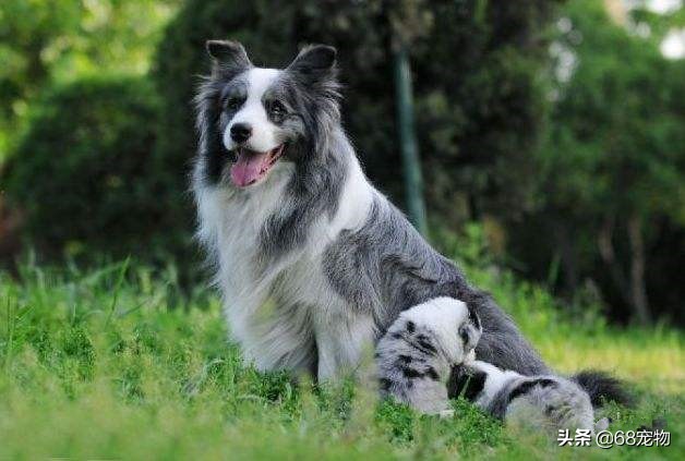 12星座适合养什么狗,12星座的女生适合养什么狗