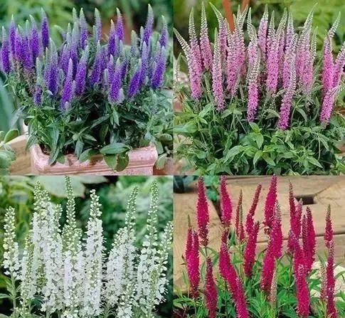 岩石花园景区,岩石园常用花卉