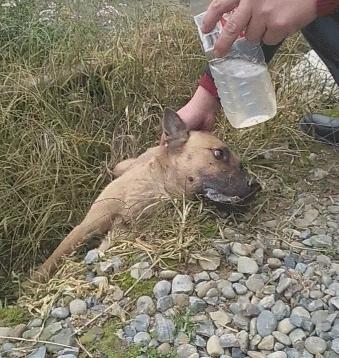 狗吃了毒香肠多久发作,狗误食毒香肠