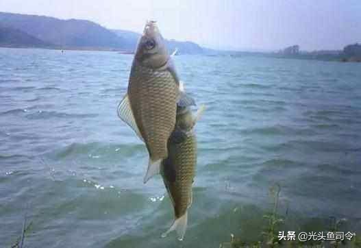 夏季野钓窝里鱼泡很多就是没口,野钓窝子全是小鱼怎么办