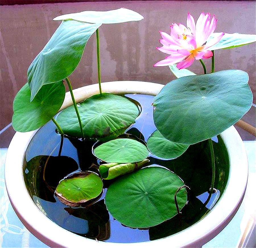 碗莲种植方法及生根方法,碗莲种植方法开花全过程