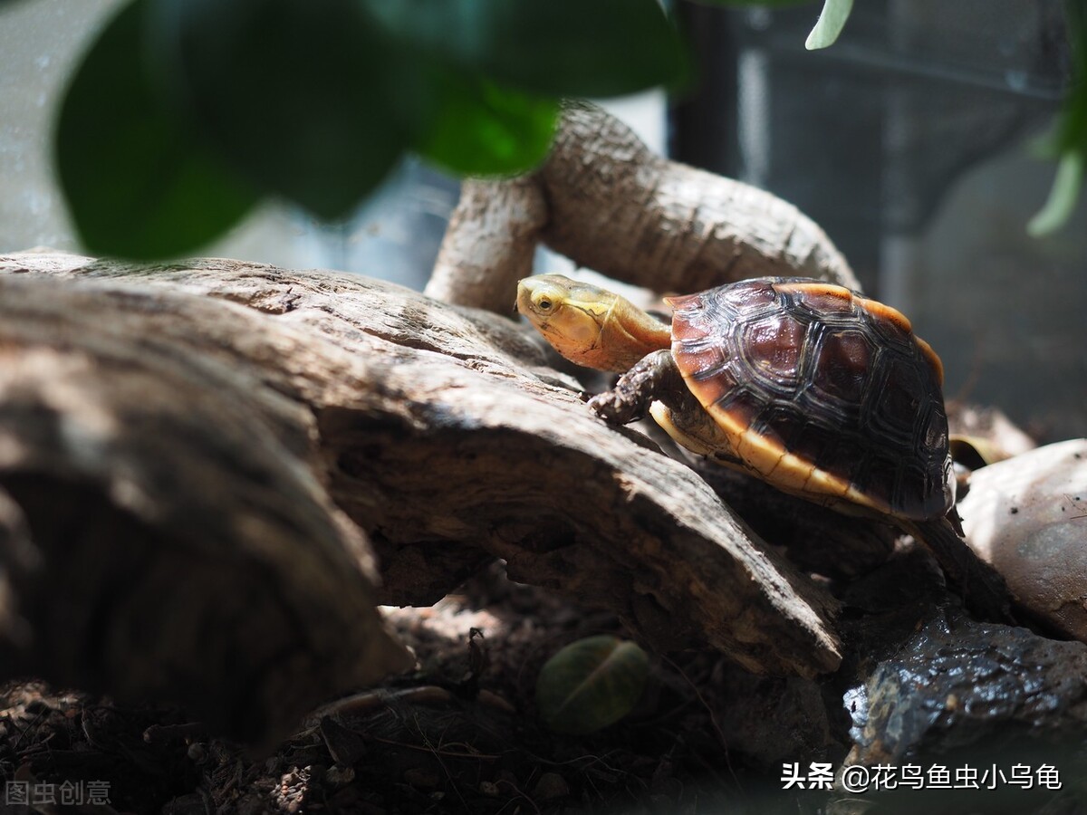 养乌龟要放多少水最好,养乌龟到底该放多少水