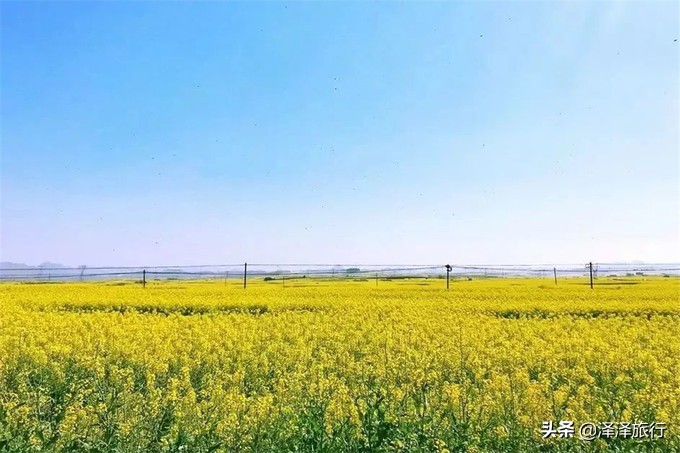 中国最美油菜花海汉中,中国最美油菜花海排名