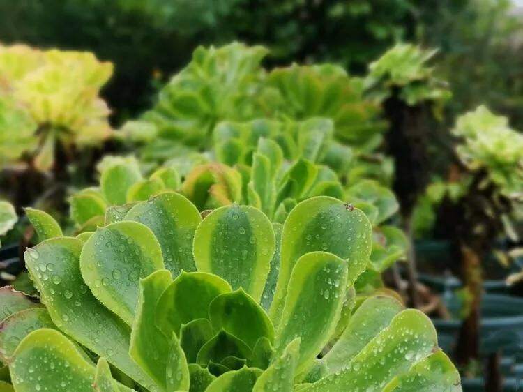 多肉法师韶羞现在能摘心吗,多肉法师欧紫跟韶羞的对比图