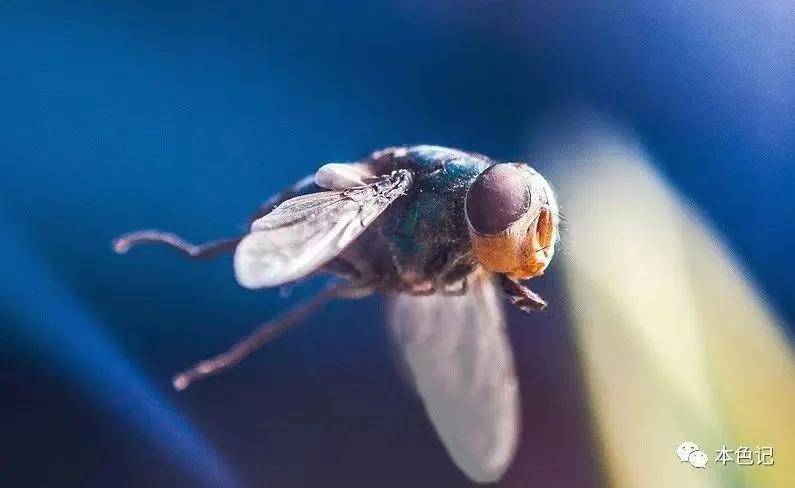 浴室里的小苍蝇,厕所里的苍蝇