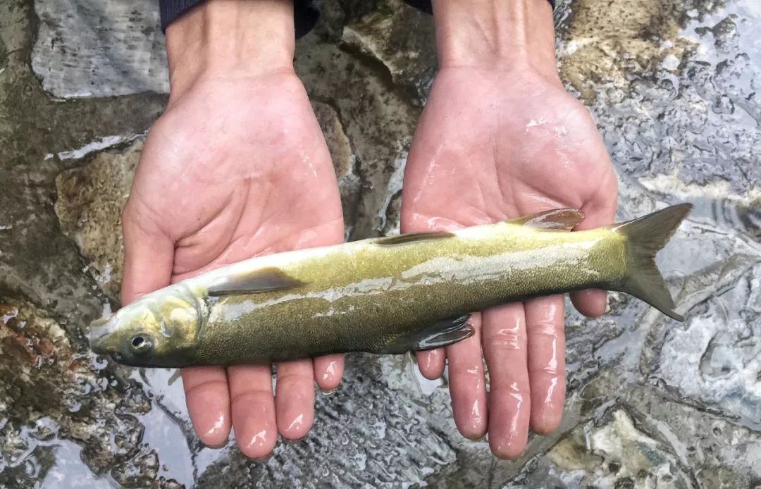 世界顶级淡水鱼大全,世界上顶级鱼类大全