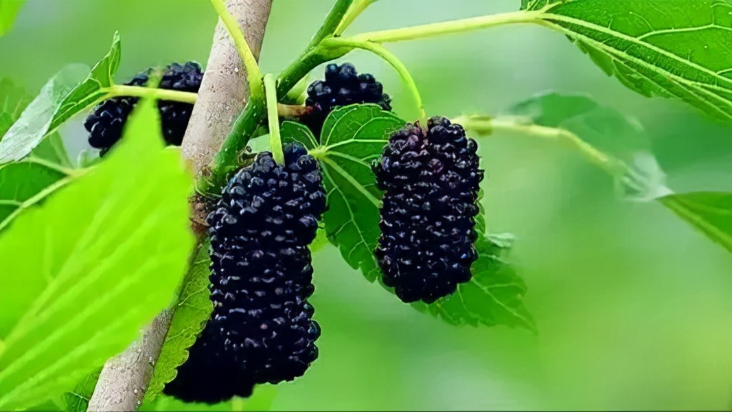 宁波适合种什么水果,宁波南洋水果