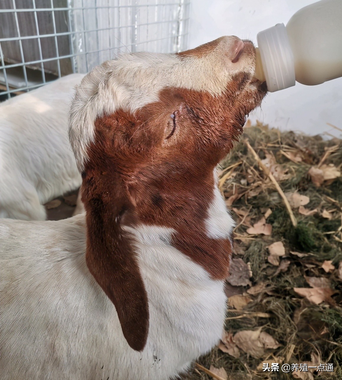 养羊创业代养模式,在农村养羊如何年入百万