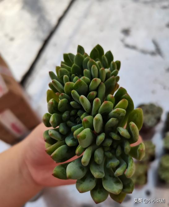 肉肉开箱专辑,肉肉开箱视频大全