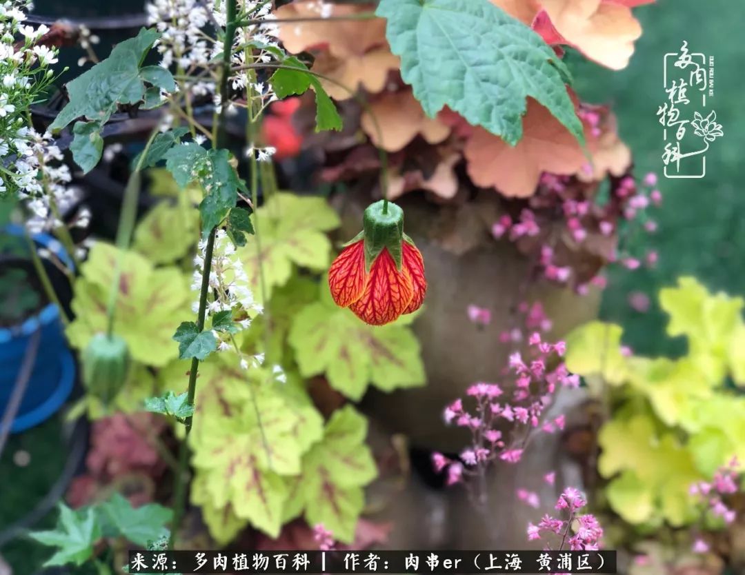 怎么用原相机拍多肉更好看,多肉怎么拍摄好看