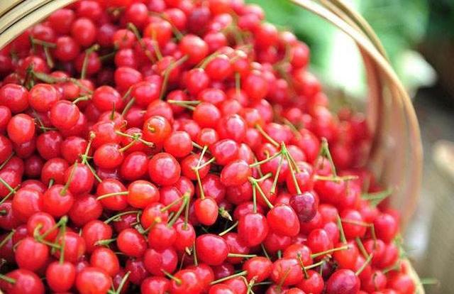 贵州纳雍玛瑙红樱桃花,贵州纳雍玛瑙红樱桃赶早抢鲜上市