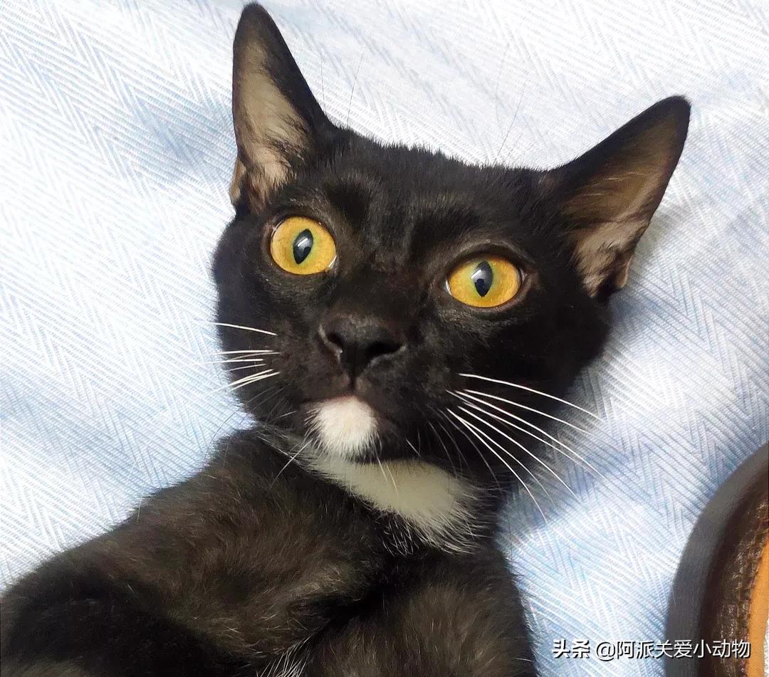 盖雪:信女愿一生荤素搭配,祈望这只拆家啊不,旺家猫找到新家