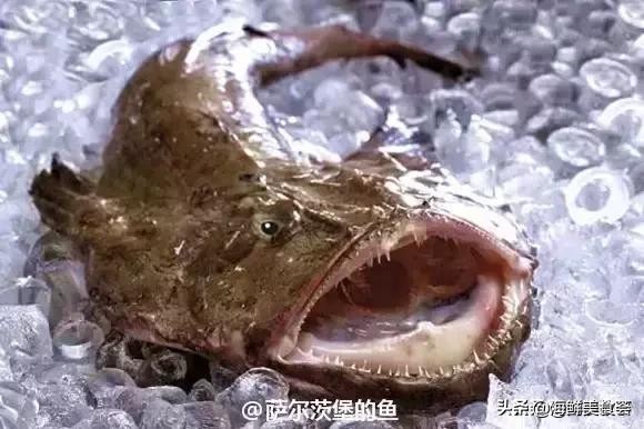 32种经典寿司做法视频,寿司常用的鱼