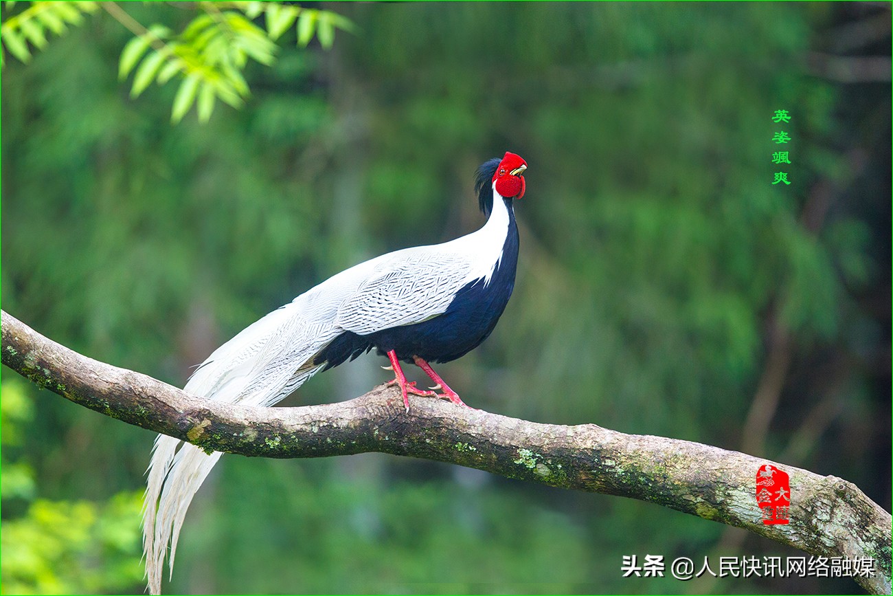 白衣天使大爱无疆的精神,白衣天使大爱无边完整版