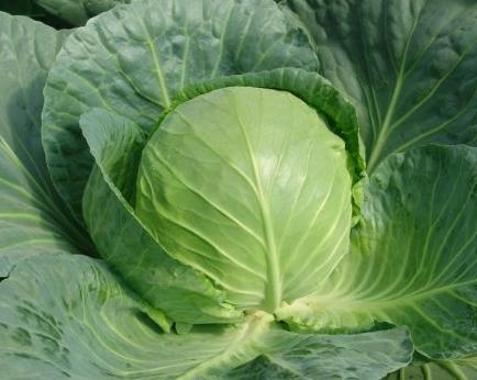 包菜最好吃的做法一次6颗不够吃,包菜好吃的做法一吃就上瘾