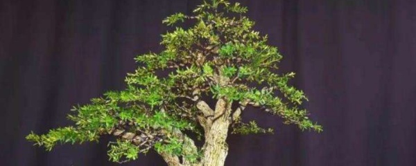 雀舌黄杨用什么花盆好看,雀舌黄杨盆景怎么养