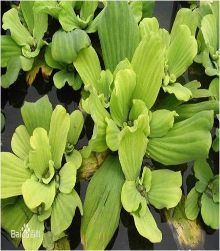 水草常见问题,常见鱼缸水草