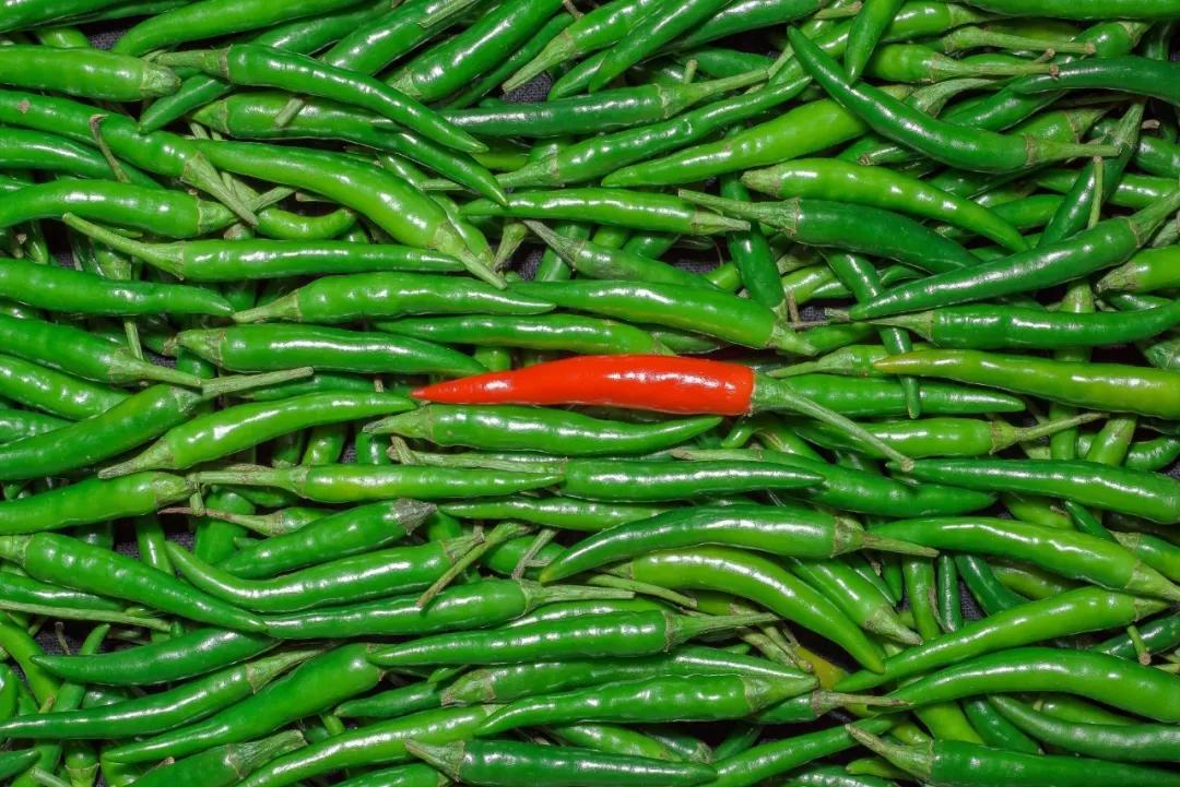 南北相济，中国580多个“菜篮子”是如何炼成的？